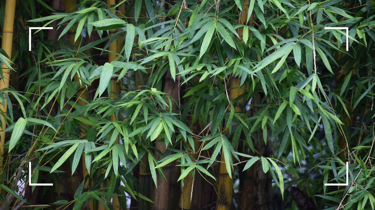 picture of bamboo in garden to support an expert guide on how to get rid of bamboo roots 