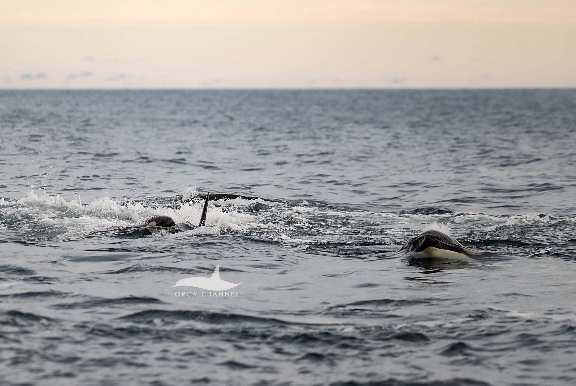 Orcas hold a newborn calf up to the surface.