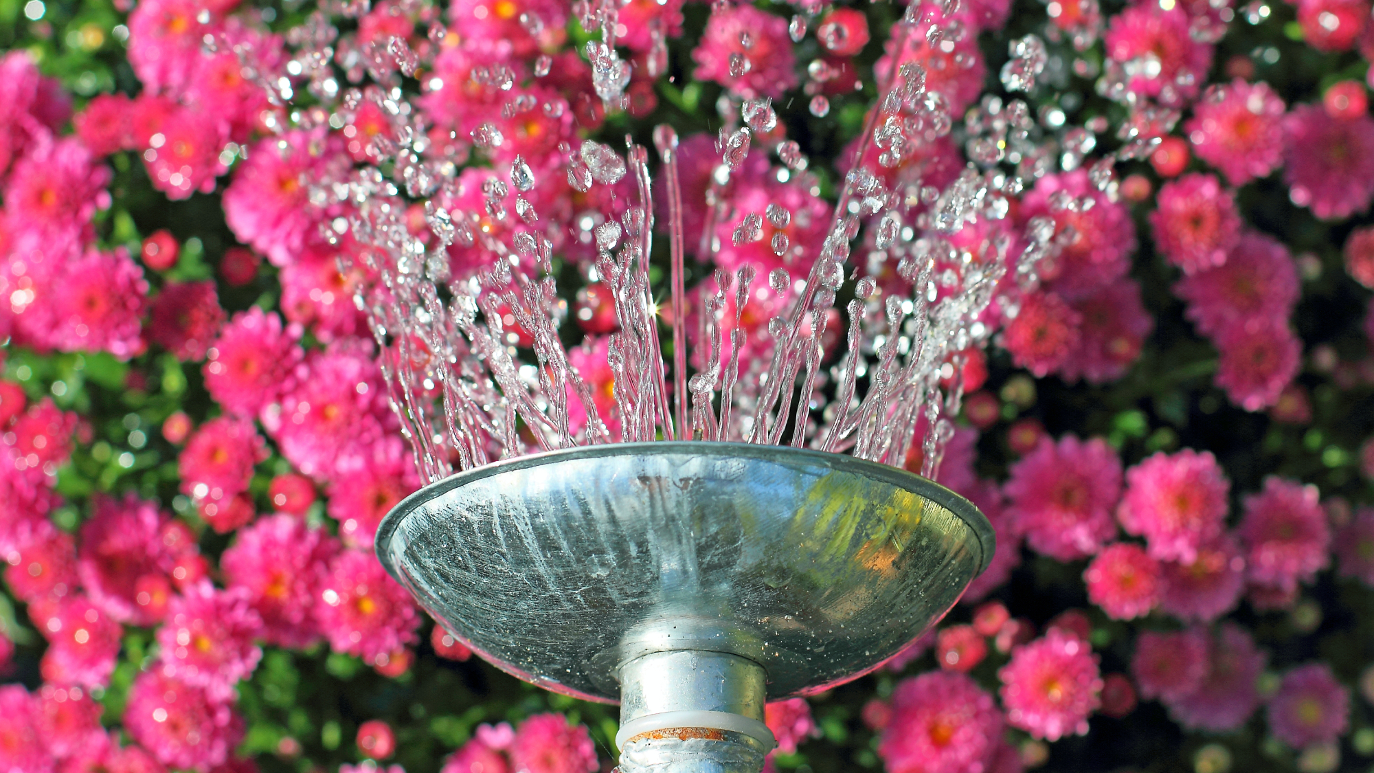water sprinkling out from metal silver watering can spout over pink flowers