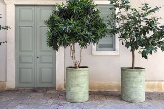 Two green cement planters contain two big plants standing in front of an old-style, Mediterranean looking building.