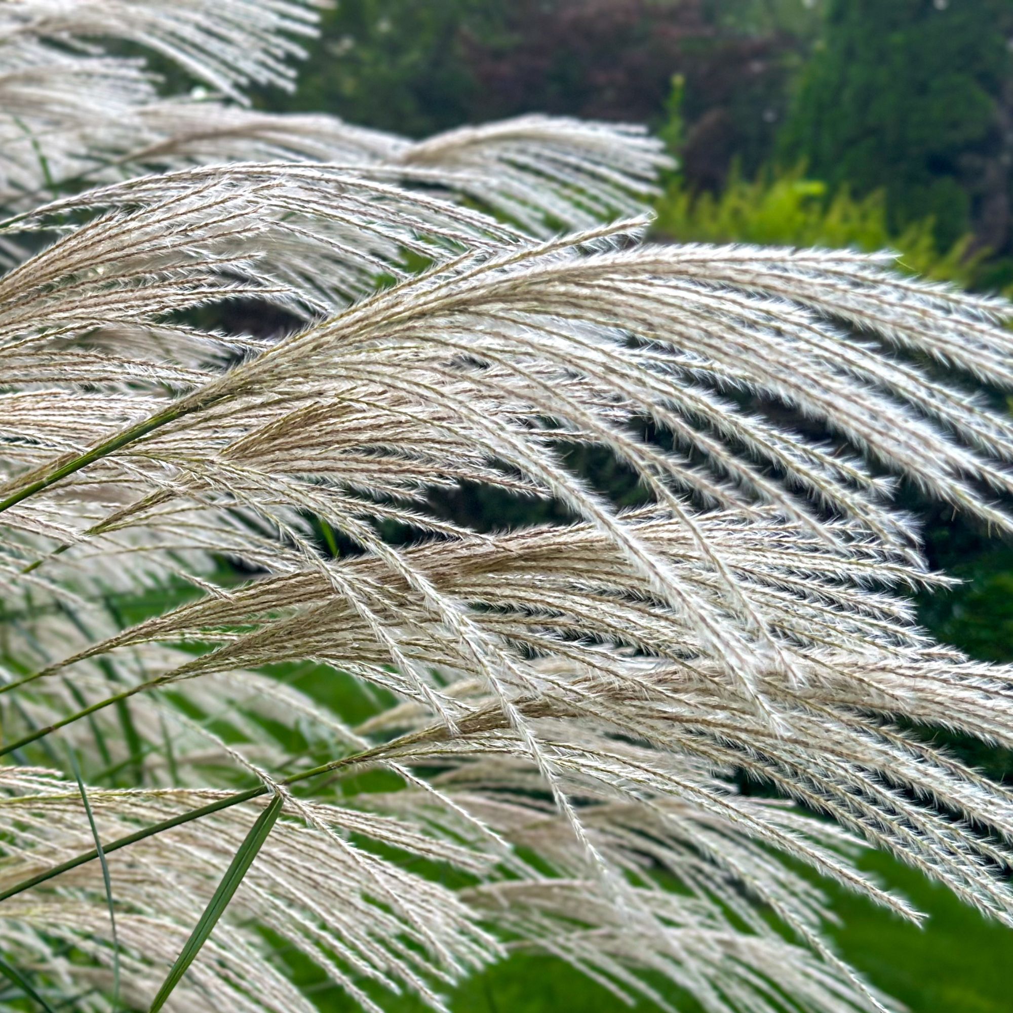 Maiden grass or Chinese silver grass growing in garden