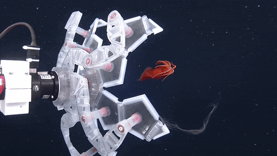 This robotic hand, developed to precisely and gently fold around sea life, snagged a soft little sea creature.