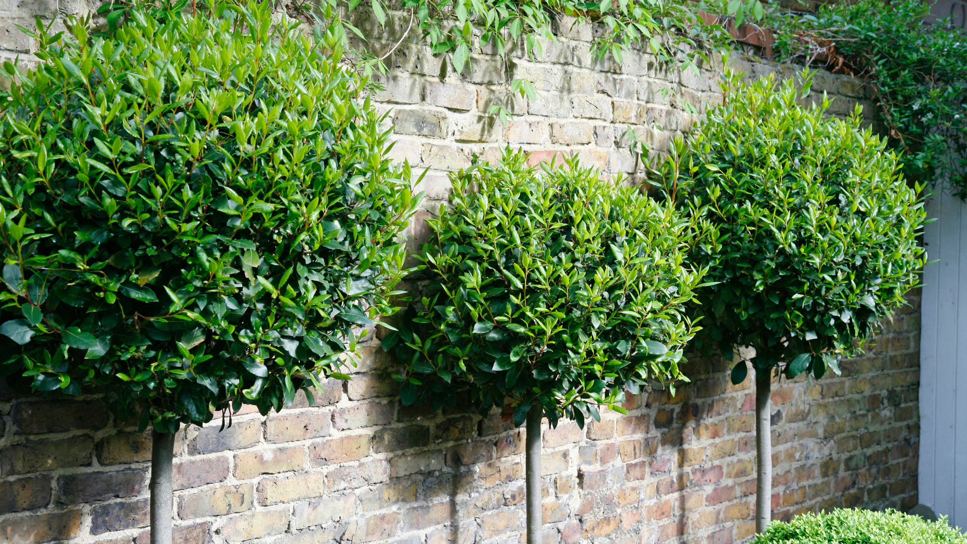 Tired of a bare winter garden? These 17 evergreen trees can make all the difference
