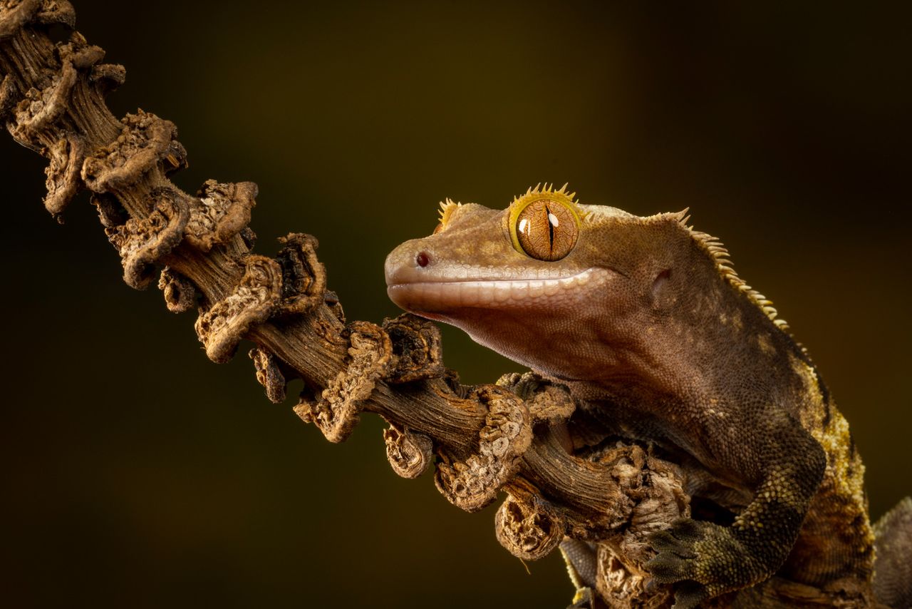 Canon Macro