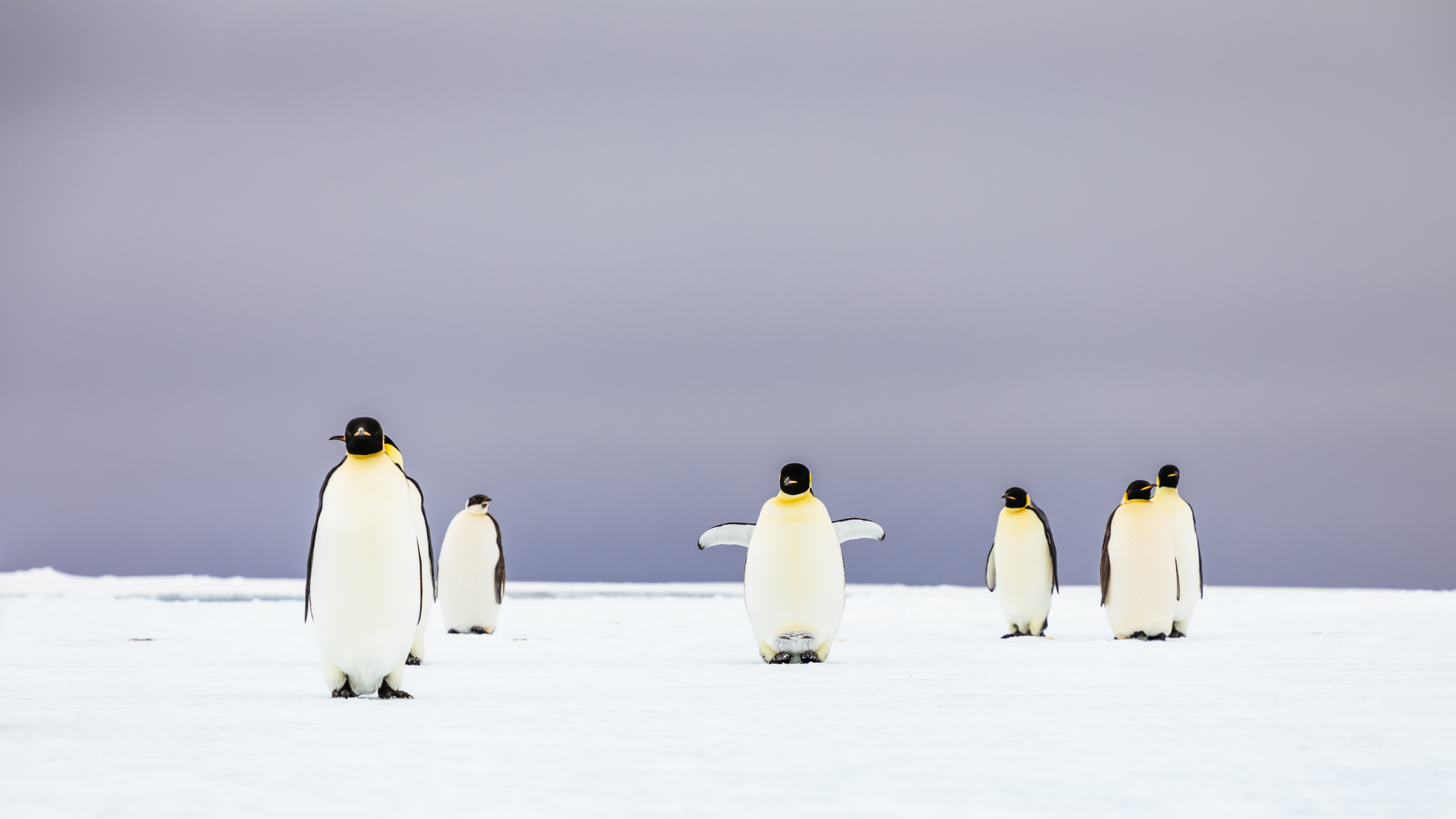 Six penguins facing the camera in the antarctic