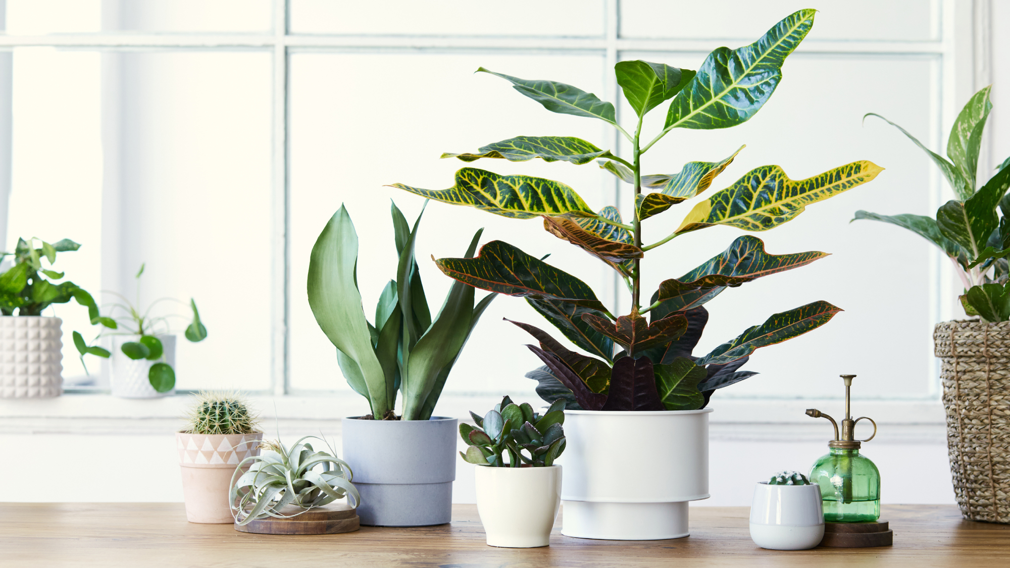 Houseplants on wood table