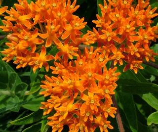 butterfly weed in full bloom