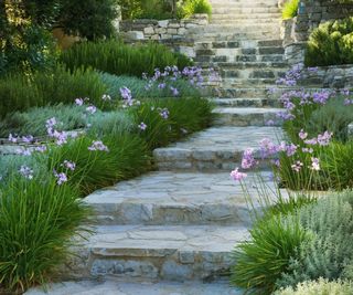 Mediterranean style planting either side of stone garden steps