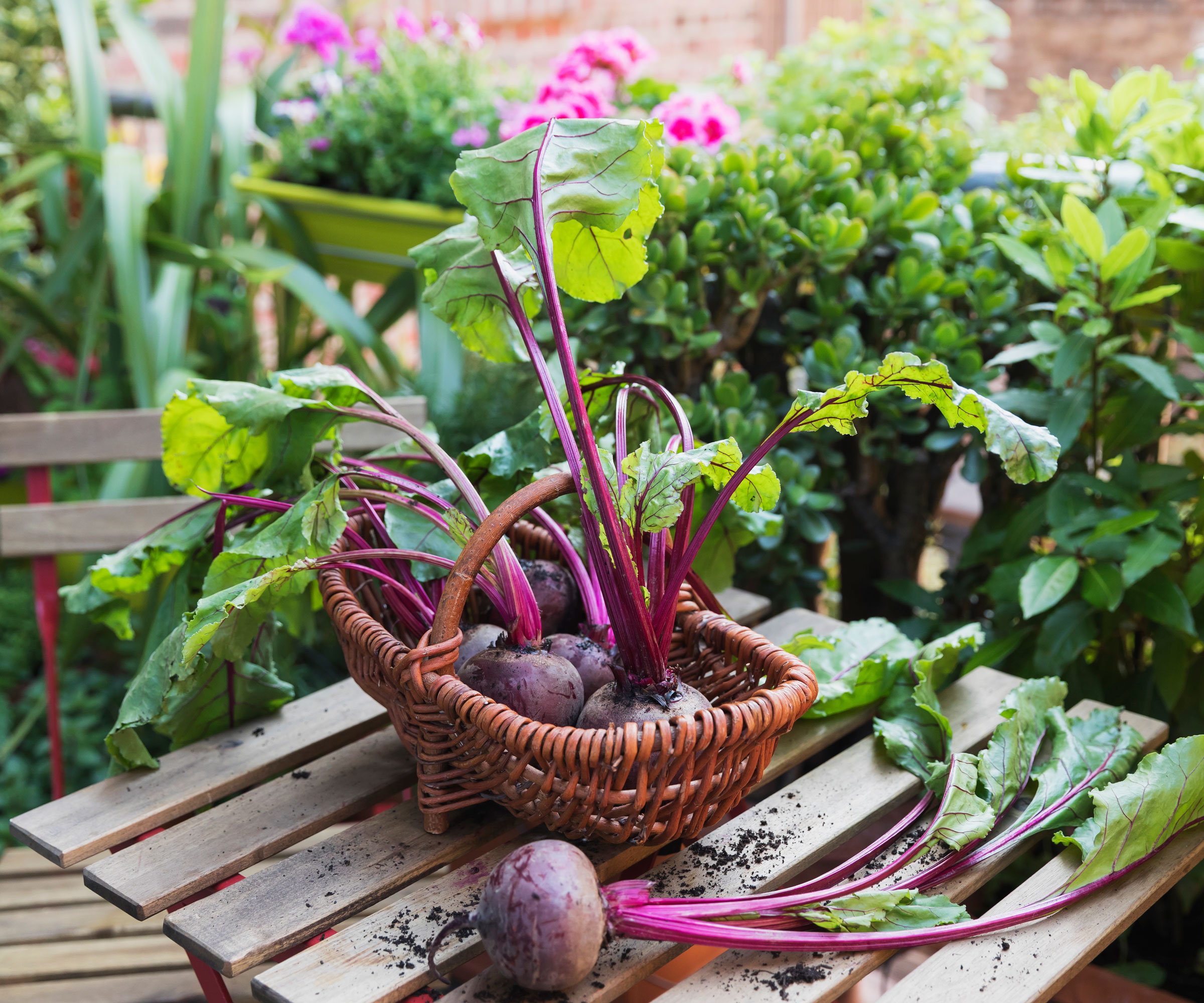 small beets in basket on wooden table in garden filled with plants and pink flowers