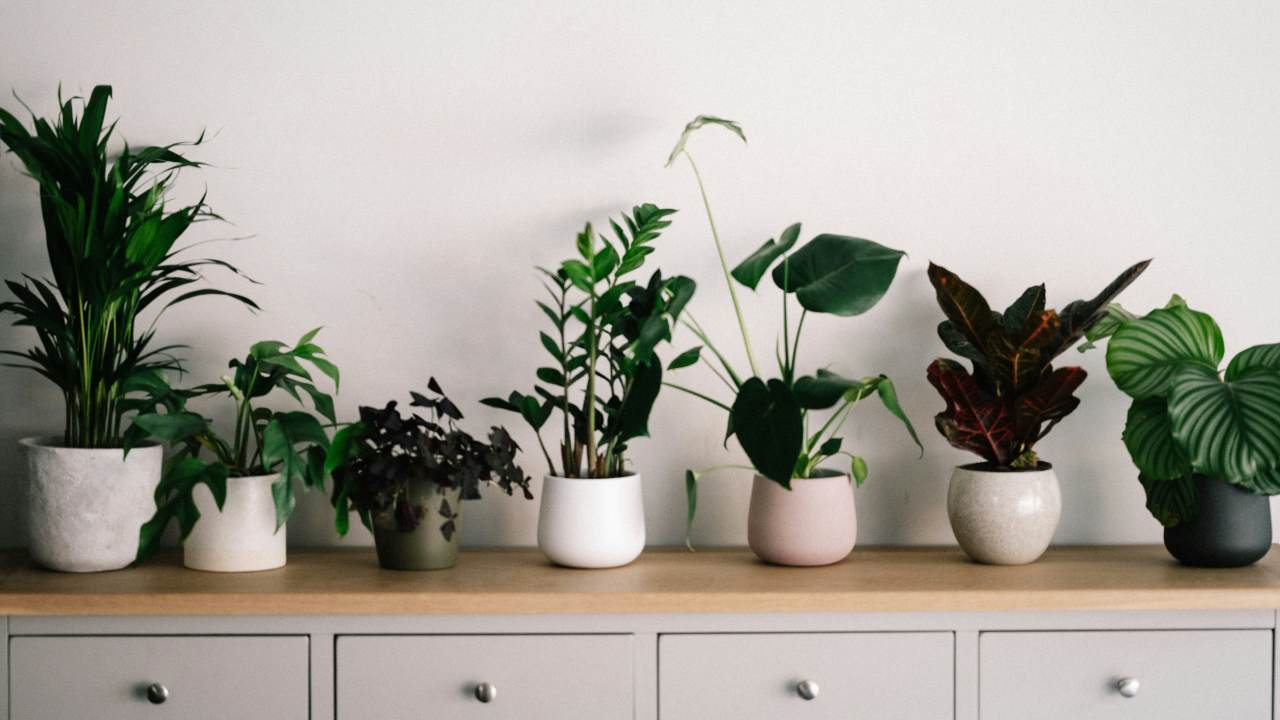 Cooling houseplants