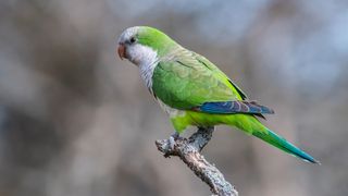 Quaker Parrot