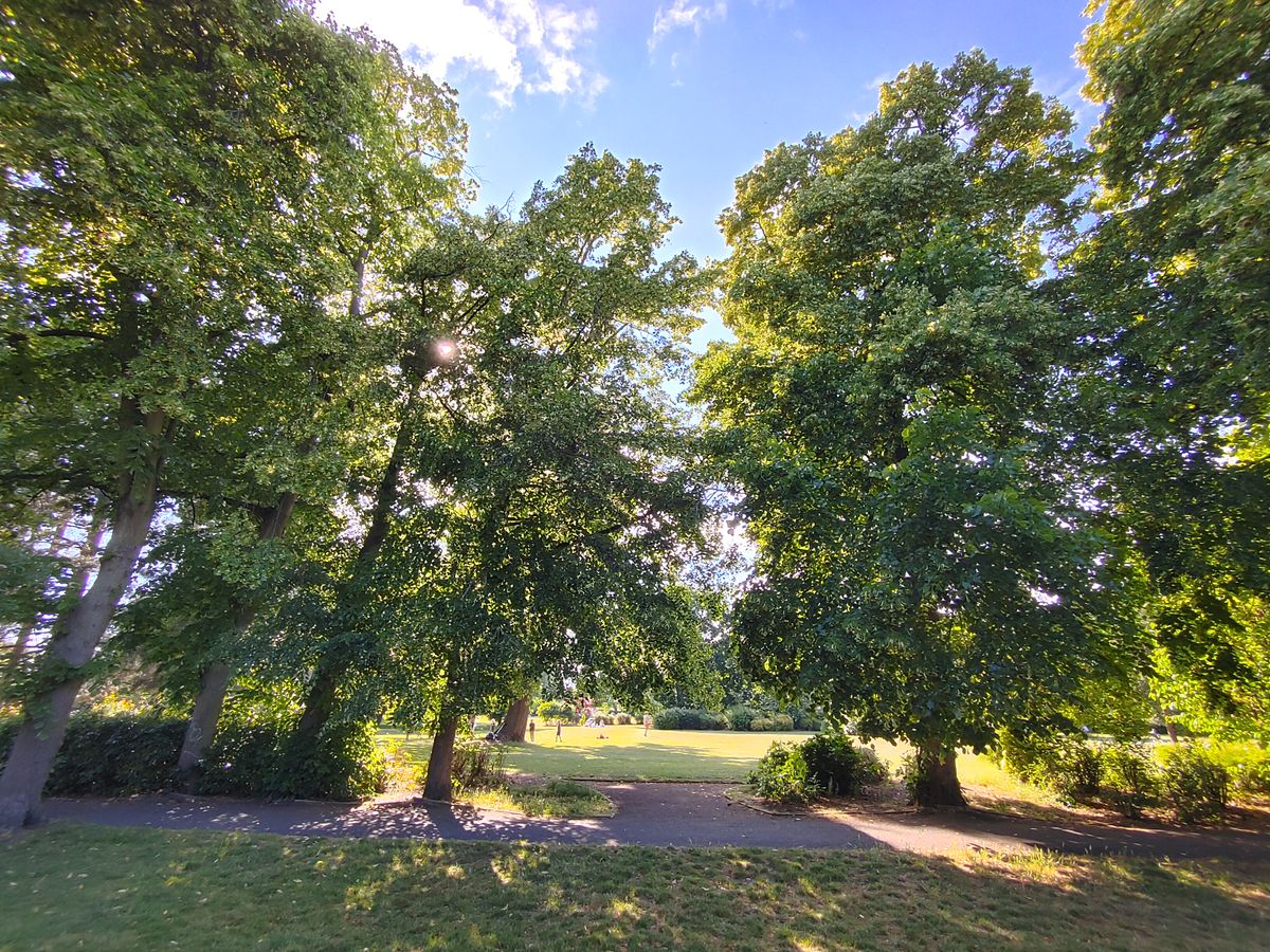 You may not be able to zoom into wide shots much, but you still get the eye-catching effect of the wide-angle lens, with trees that seem to lean into the frame.