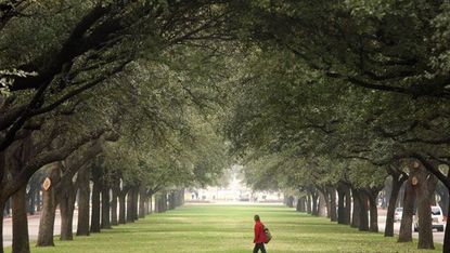 Grass, Green, Leaf, Woody plant, People in nature, Park, Tints and shades, Walking, Trunk, Lawn, 