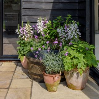 Potted plants on a sunny patio