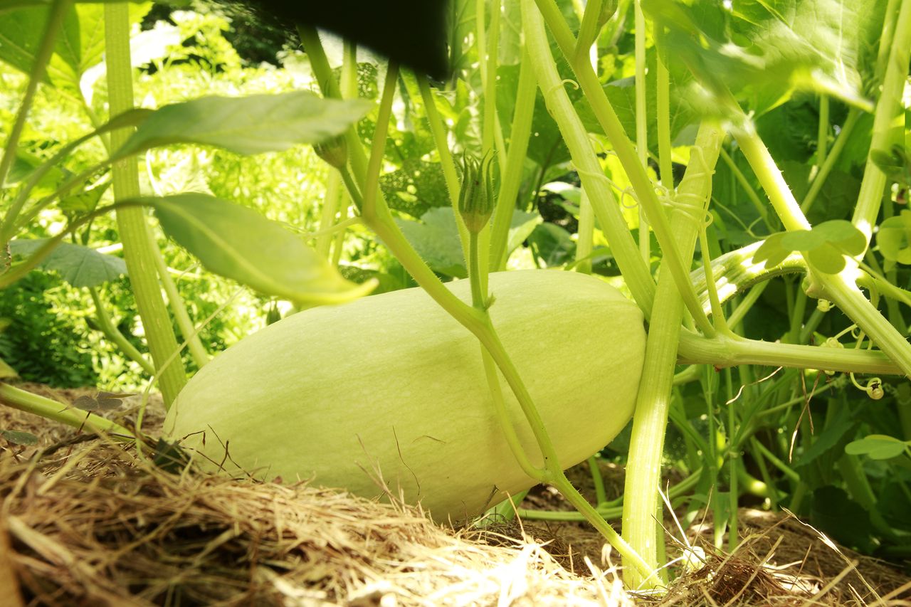 Spaghetti squash growing on plant in garden