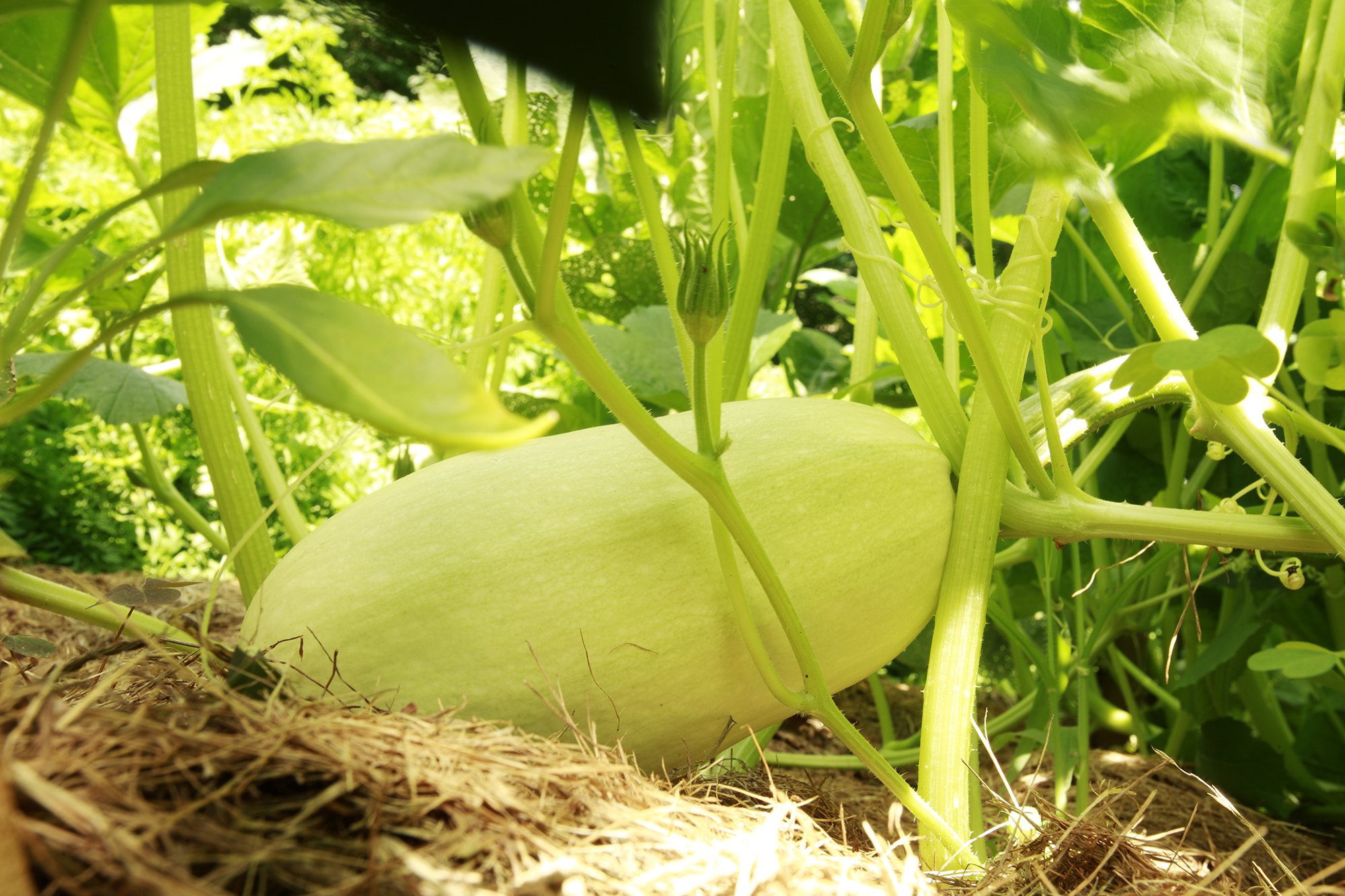 When to harvest butternut squash: for a tasty crop
