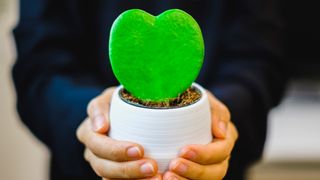 Woman holding Hoya Kerrii houseplant