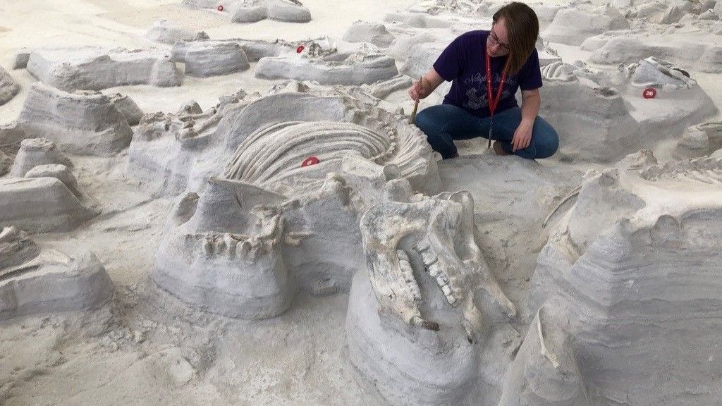 Large, bone-crushing dogs stalked 'Rhino Pompeii' after Yellowstone eruption 12 million years ago, ancient footprints reveal - Live Science image