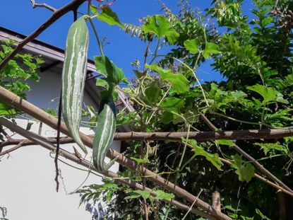 Hanging Snake Gourd Plant