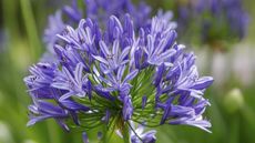 Blue flowers of agapanthus in a flower border