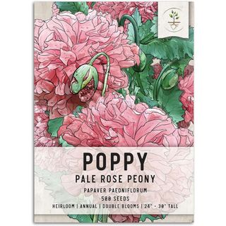 Seed Needs, Pale Rose Peony Poppy Seeds - 500 Heirloom Seeds for Planting Papaver paeoniflorum