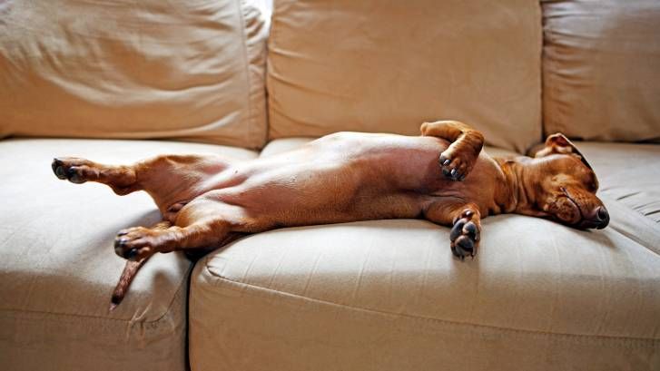 Why is my dog twitching in their sleep? Vet's guide to ...