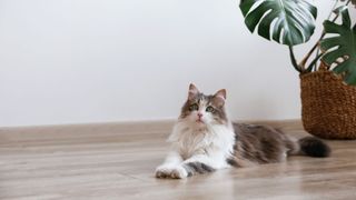 Very fluffy brown cat with a white bib laying down on a wooden floor next to a monstera plant