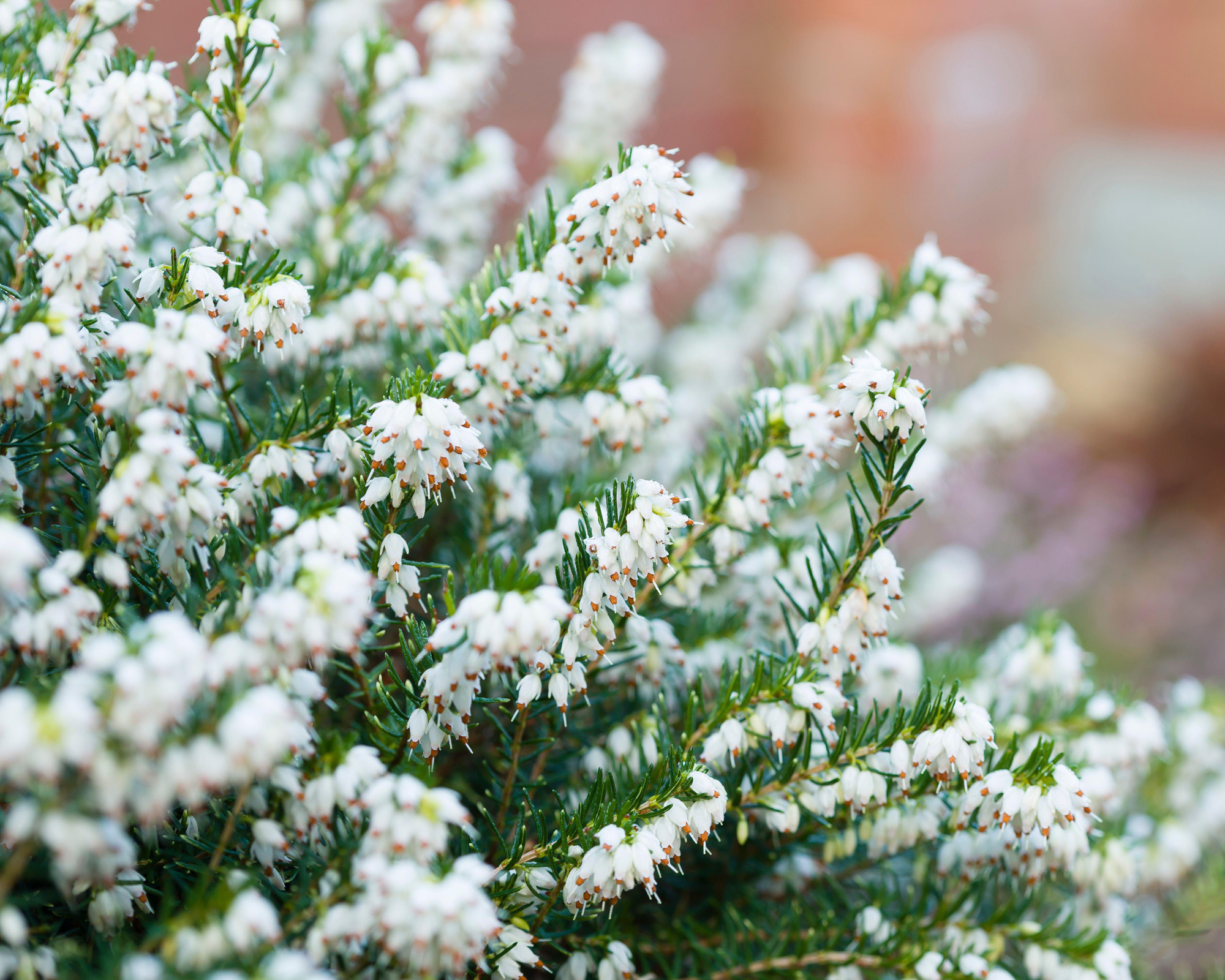 close up of winter heather plant in a garden border