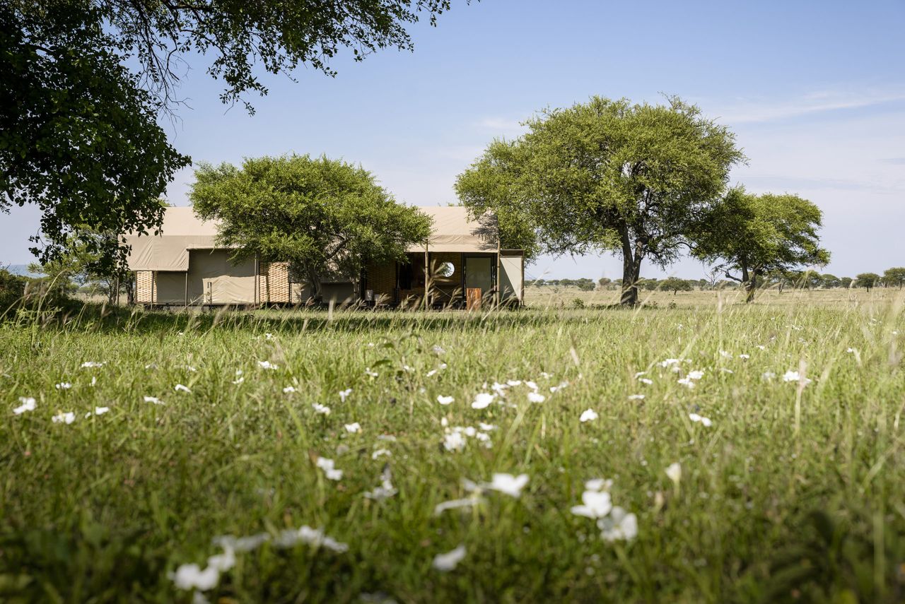 An expanse of healthy grass, dotted with white flowers, with a luxury safari tent in the background