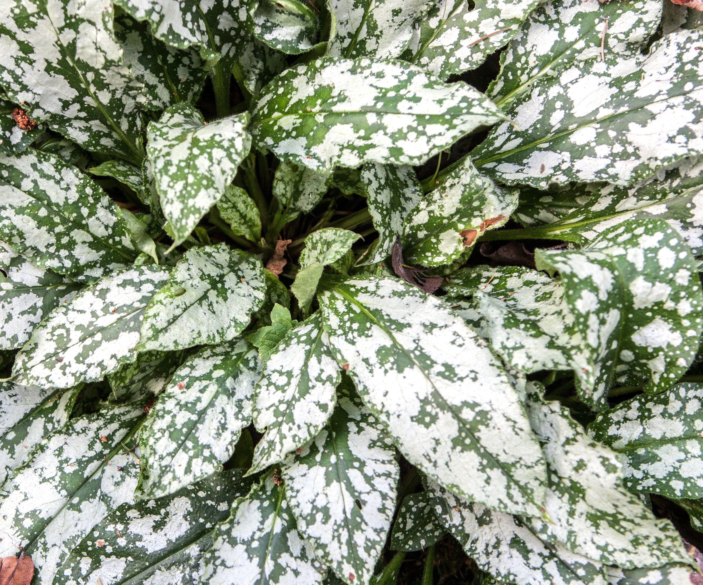 lungwort plant with green and silver leaves