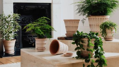 A living room with terracotta planter featuring trailing plants, and a Boston fern on a minimalist marble coffee table by a black fireplace
