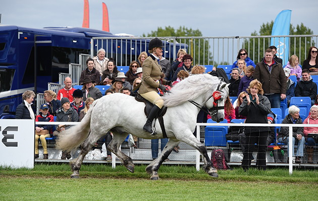 Harriet Dennison riding DUNEDIN DUNCAN, during the BSPS Heritage M &amp;amp; M Ridden Championship at the Royal Windsor Horse Show in the private grounds of Windsor Castle in Windsor in Berkshire in the UK between 10th-14th May 2017