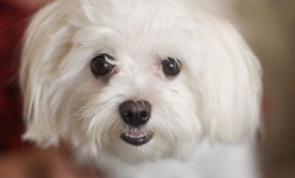 Hotel tycoon Leona Helmsley famously left her Maltese Trouble (example of the breed shown here), a $12 million trust fund when she died in 2007.