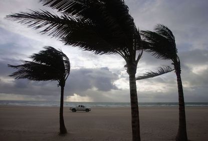 Palms blow in the wind in Miami.