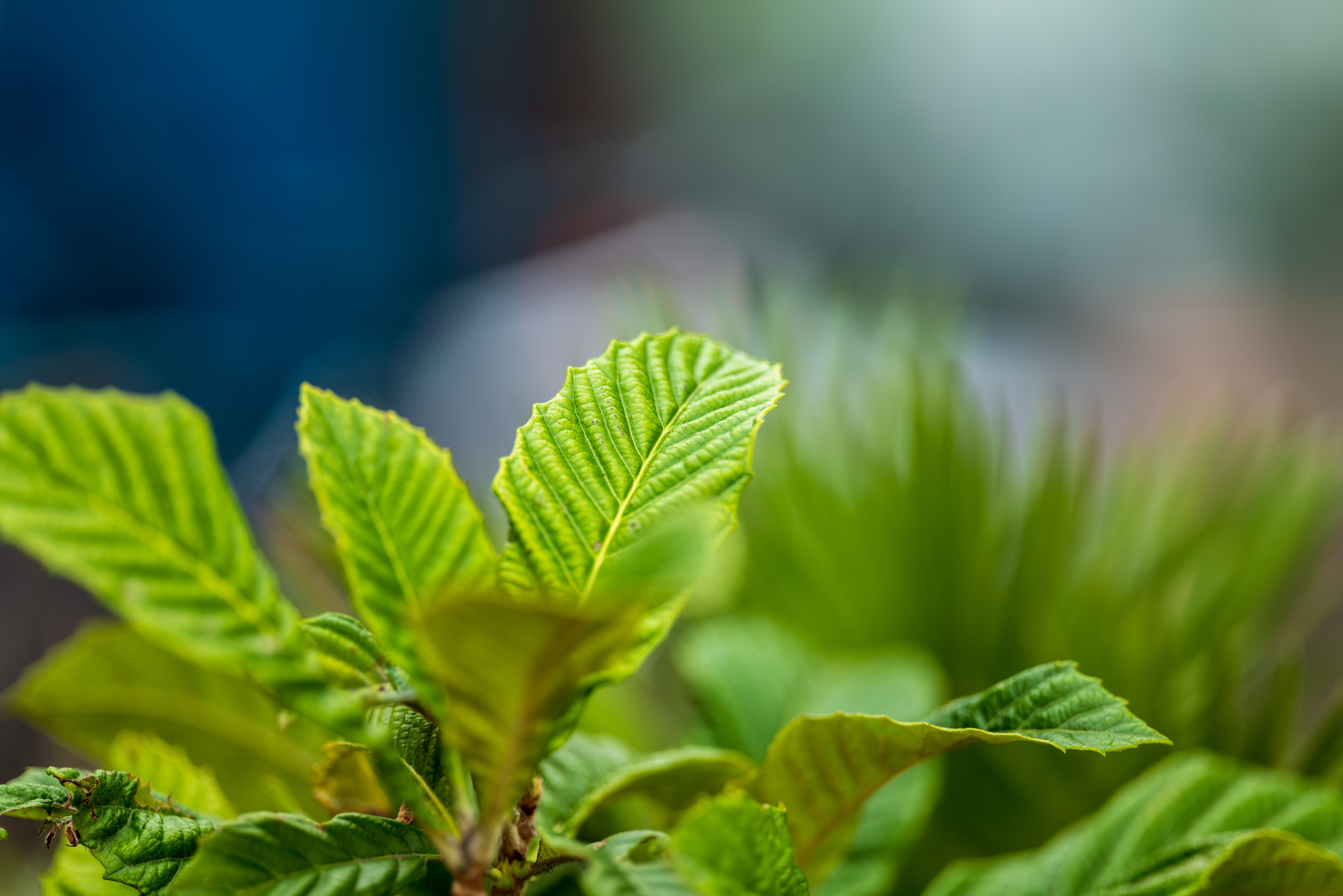 Sigma 135mm f/1.4 DG Art example shot