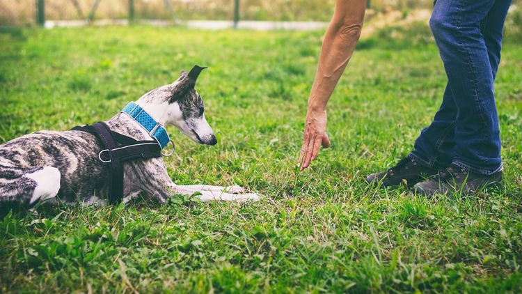 Expert reveals six mistakes dog owners make that'll you want to avoid ...