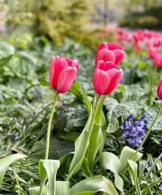 red pink tulips in flower bed with hyacinth