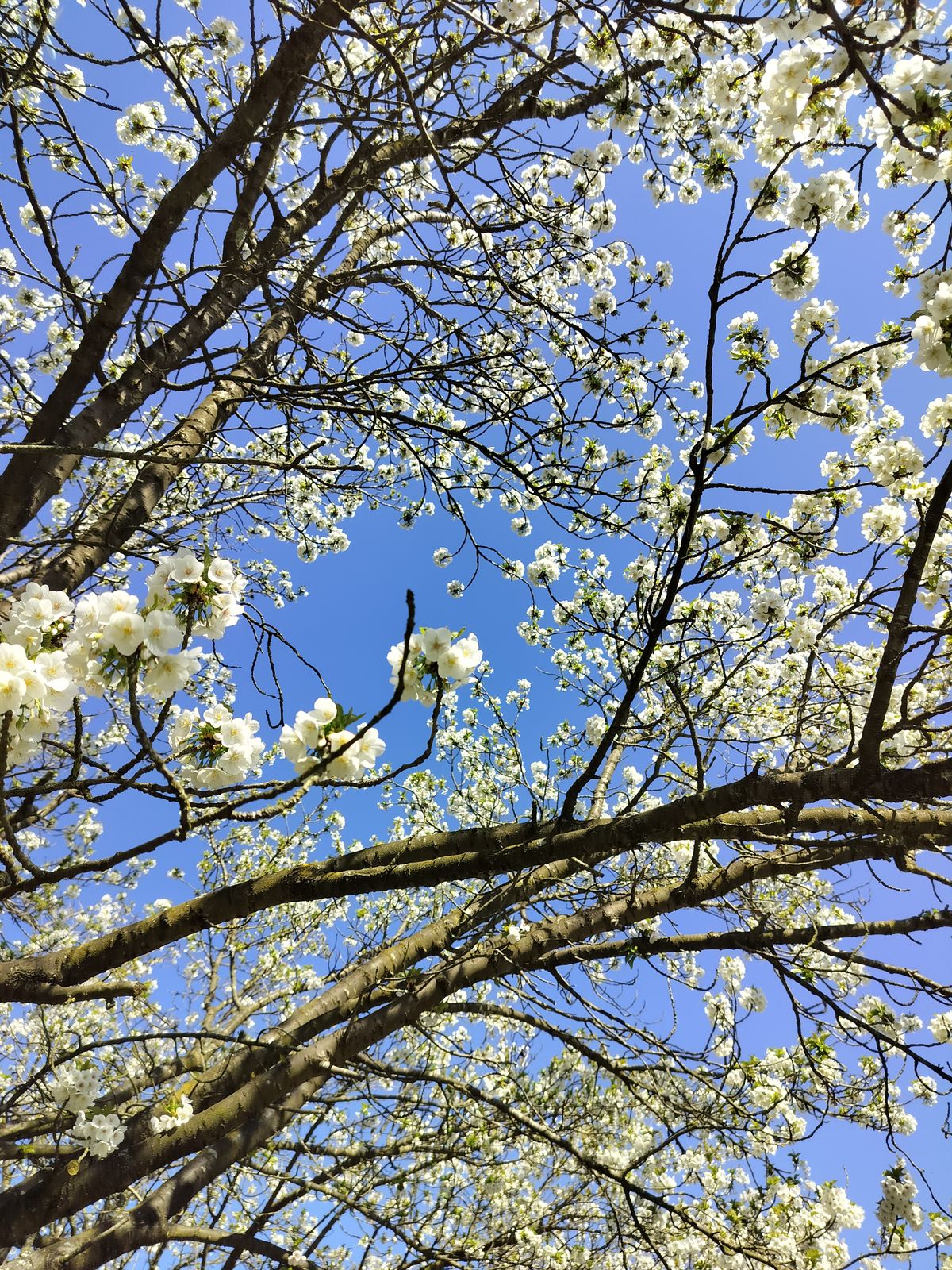 A photo captured on the OnePlus Nord CE 3 Lite 5G