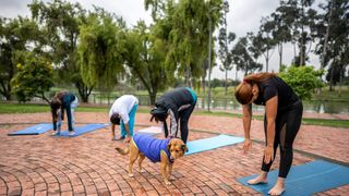 Group of people doing yoga with a dog