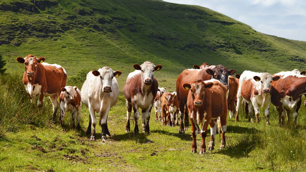 ICBF looks to make beef supply chain more sustainable and trackable ...