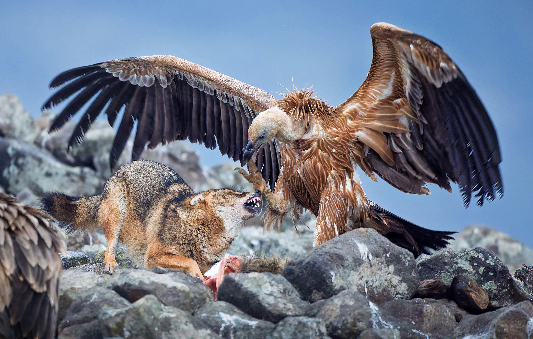 A vulture with outstretched wings confronts a snarling fox on rocky terrain, over a piece of meat, capturing a tense moment