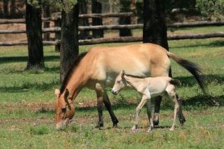 Preswalski's foal