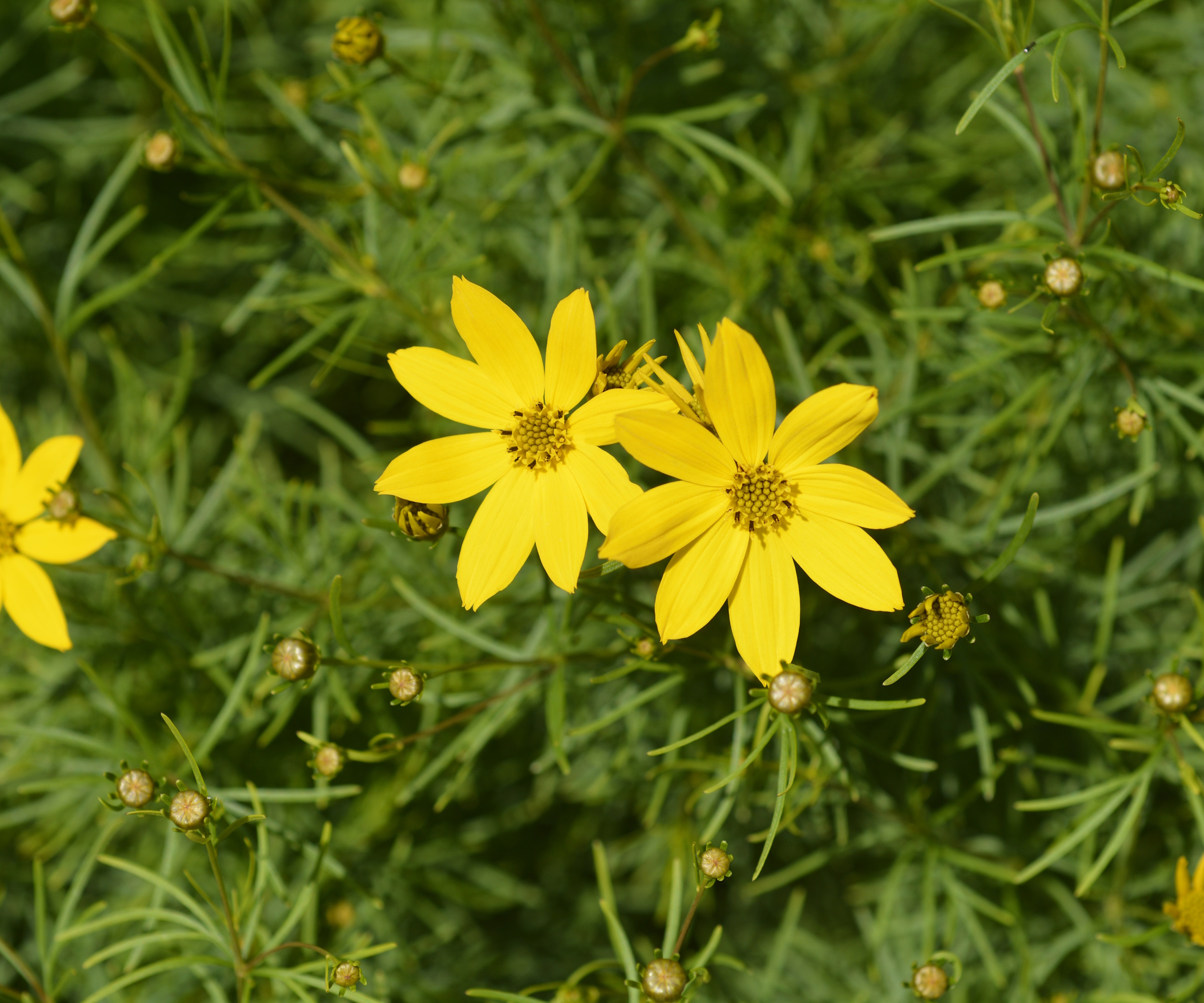 Threadleaf coreopsis