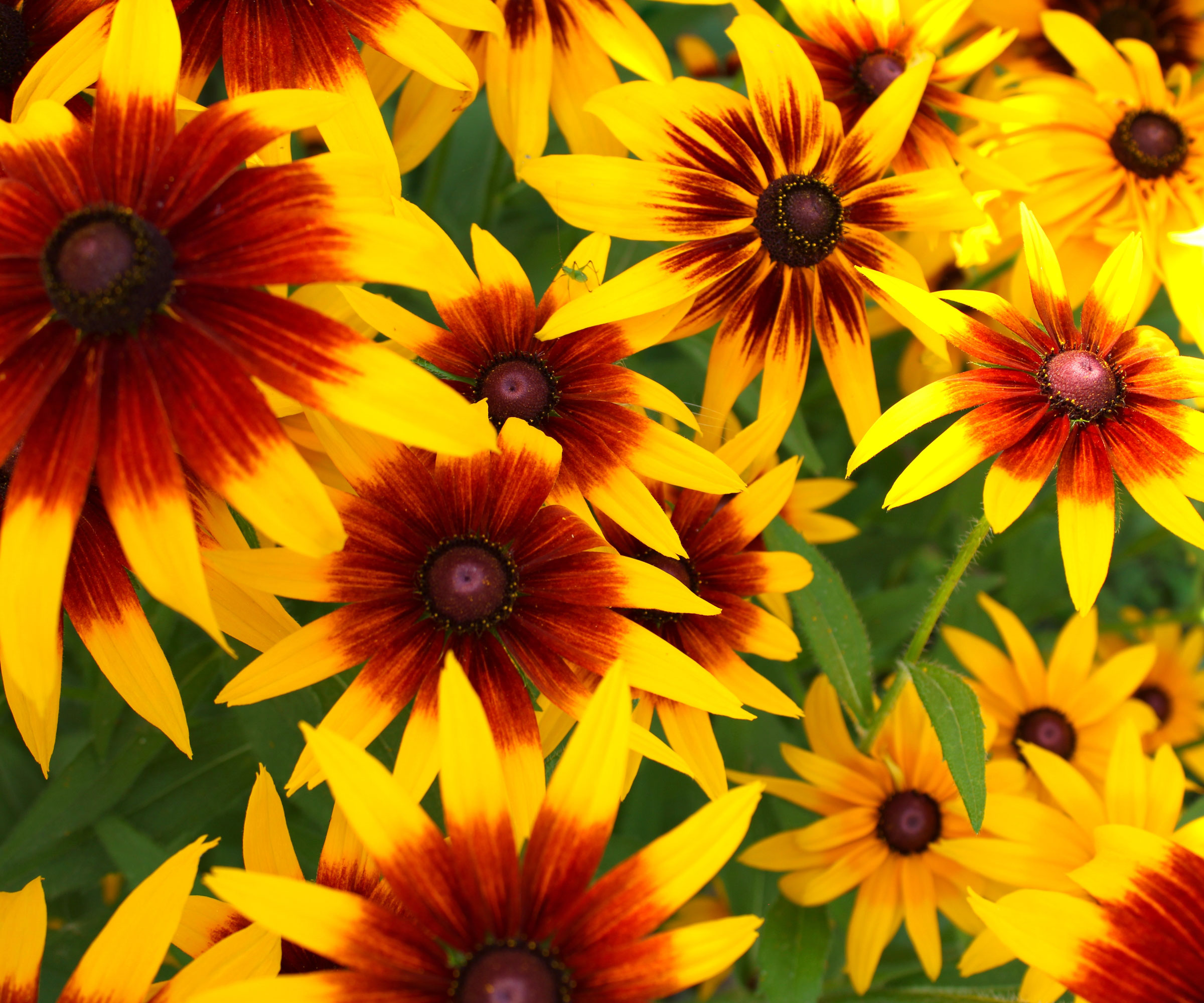 rudbeckia flowers with orange and yellow petals