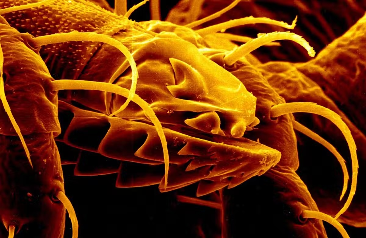 a microscopic image of a tick mouth