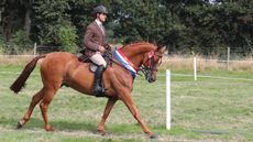 Jeubantos stands supreme champion at Moreton-in-Marsh show