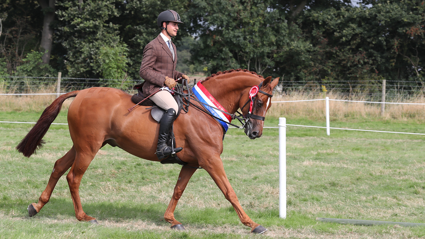 Jeubantos stands supreme champion at Moreton-in-Marsh show