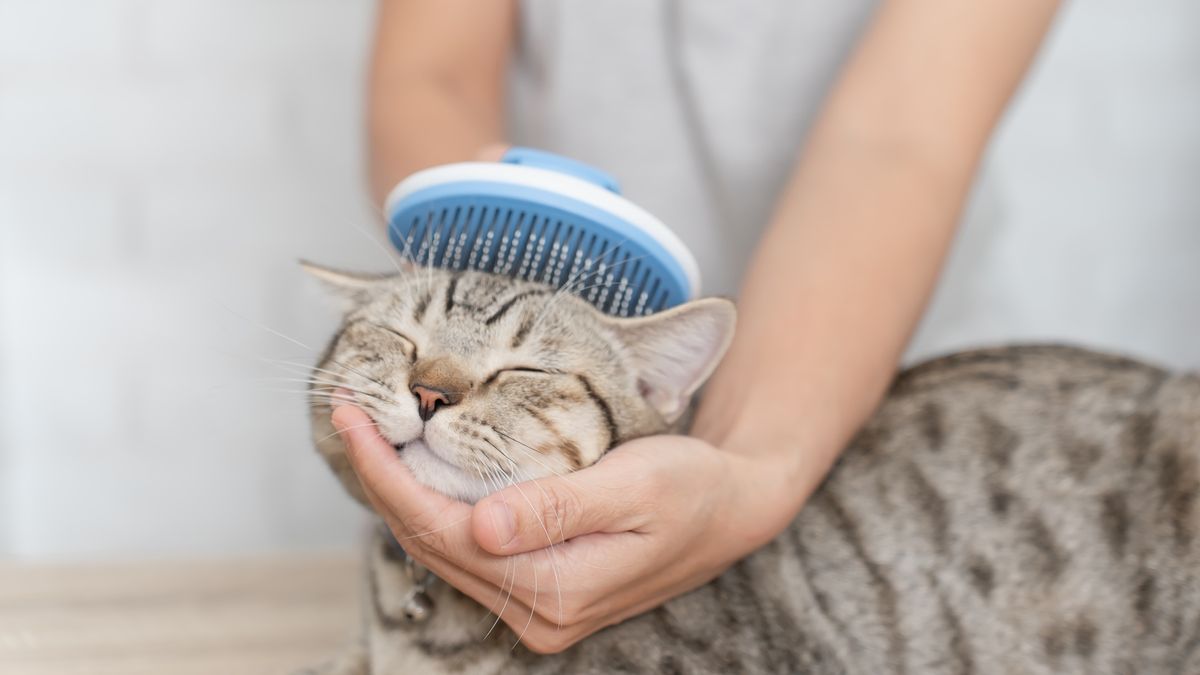 Woman places hand under cat&#039;s chin while brushing its head