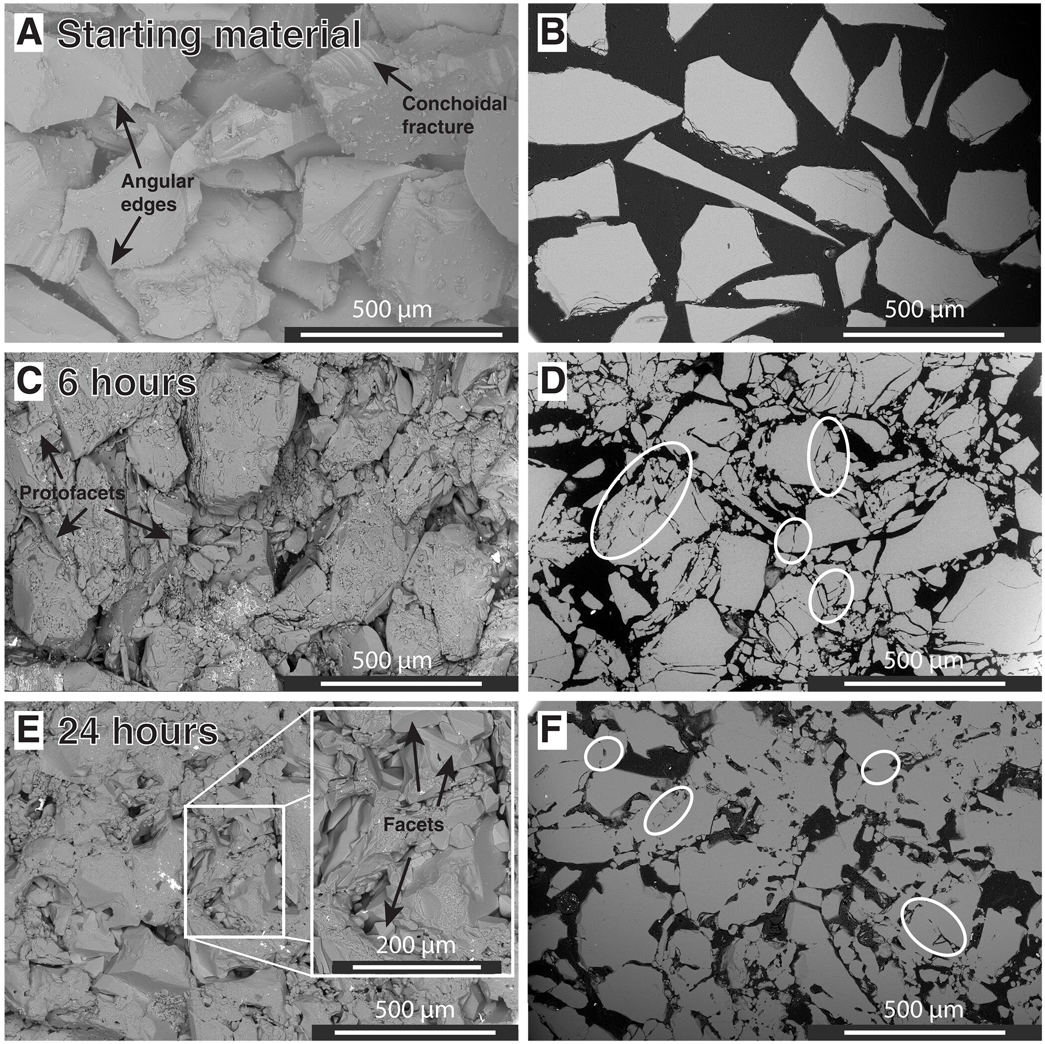 Scanning electron microscope image of powdered quartz welded together in the lab. We see the fragments sticking together as time goes by.