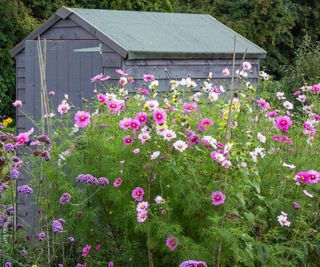 cosmos daisies planted in front of shed